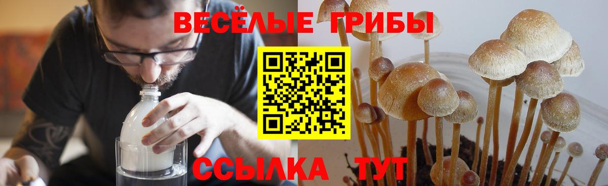 Псилоцибиновые грибы мицелий  Вход с VPN  Сыктывкар 